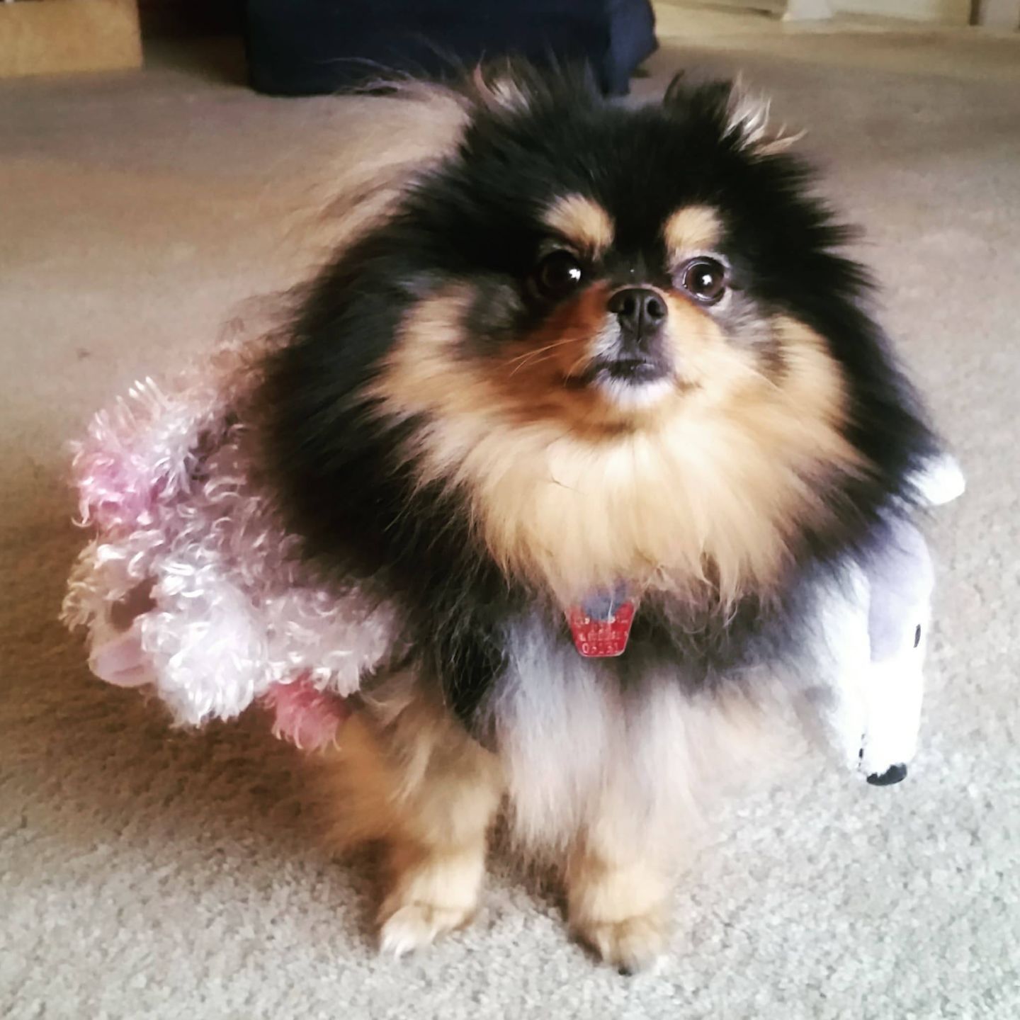 Frankie as Cerebus, submitted by Tammy Anderson